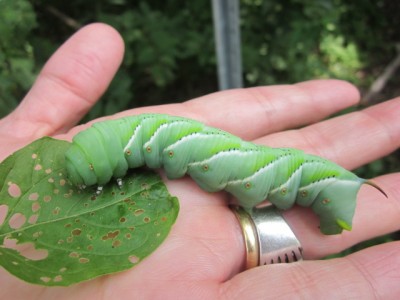 Tabacco Worm.jpg