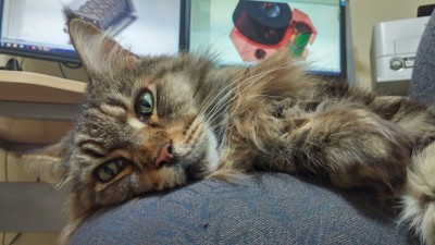 2015-08-29 04.43.05.jpg (3.66 MiB) Viewed 20652 times Engineer Kitty is all ready to get your design in CAD and oversee all milling jobs of your project.