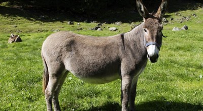 donkey.jpg