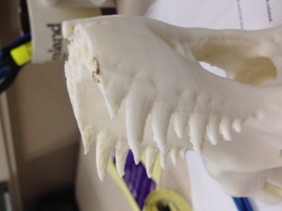 skull1.jpg