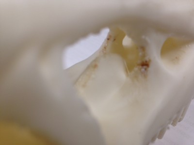 skull2.jpg