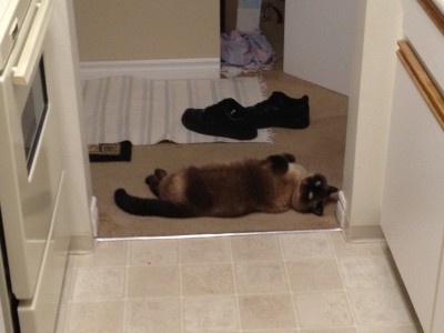 IMG_0629.JPG (1.46 MiB) Viewed 16229 times Cyberdyne Systems Series 900, with feline endoskeleton.