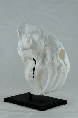 The finished skull, teeth and mount.