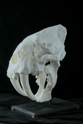 The finished skull, teeth and mount.