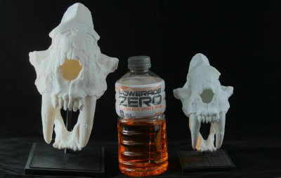 Both skulls with the bottle for scale.