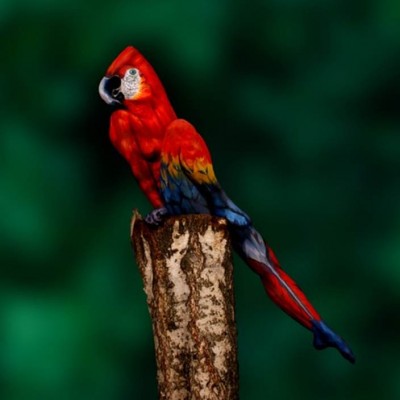 Parrot.jpg